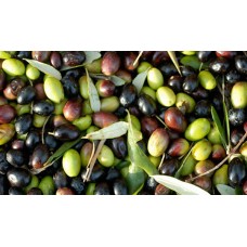 Leccino Extra Virgin Olive Oil - Southern Hemisphere (South Africa)